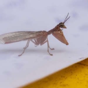 Mantispidae (family) at Higgins, ACT - 26 Dec 2015