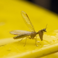 Mantispidae (family) at Higgins, ACT - 26 Dec 2015