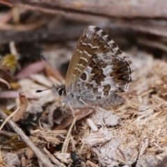 Neolucia agricola (Fringed Heath-blue) at Tidbinbilla Nature Reserve - 15 Dec 2019 by DPRees125