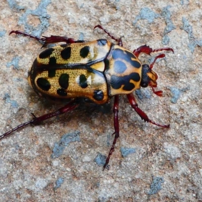 Neorrhina punctatum (Spotted flower chafer) at Kambah, ACT - 18 Dec 2019 by HarveyPerkins