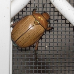 Anoplognathus brunnipennis (Green-tailed Christmas beetle) at Higgins, ACT - 13 Dec 2019 by AlisonMilton