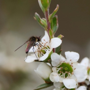 Geron sp. (genus) at Paddys River, ACT - 15 Dec 2019