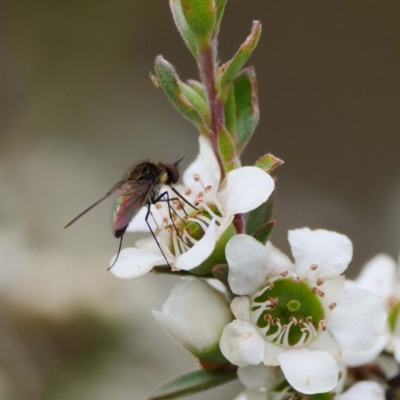 Geron sp. (genus) (Slender Bee Fly) at Paddys River, ACT - 15 Dec 2019 by DPRees125