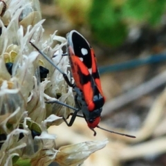 Melanerythrus mactans at Kambah, ACT - 19 Dec 2019