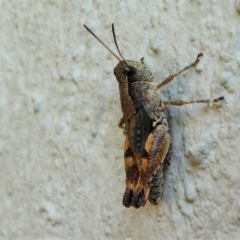 Phaulacridium vittatum (Wingless Grasshopper) at Kambah, ACT - 19 Dec 2019 by HarveyPerkins