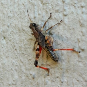 Phaulacridium vittatum at Kambah, ACT - 19 Dec 2019 06:25 PM