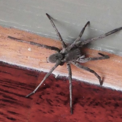 Portacosa cinerea (Grey wolf spider) at Kambah, ACT - 18 Dec 2019 by HarveyPerkins