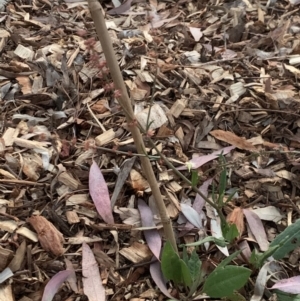 Rumex brownii at Weston, ACT - 17 Dec 2019