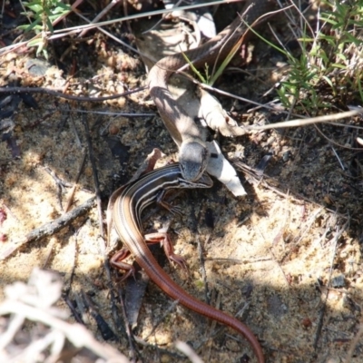 Drysdalia rhodogaster (Mustard-bellied Snake) at Upper Nepean - 18 Oct 2018 by JanHartog