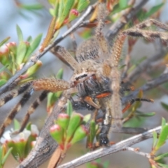 Sparassidae (family) (A Huntsman Spider) at Paddys River, ACT - 17 Dec 2019 by Harrisi