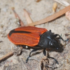 Castiarina erythroptera (Lycid Mimic Jewel Beetle) at Hackett, ACT - 16 Dec 2019 by Harrisi