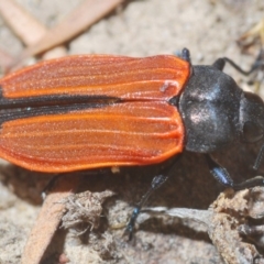 Castiarina erythroptera at Hackett, ACT - 16 Dec 2019