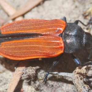 Castiarina erythroptera at Hackett, ACT - 16 Dec 2019 06:42 PM