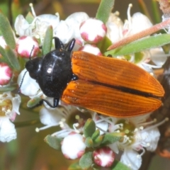 Castiarina rufipennis (Jewel beetle) at Hackett, ACT - 16 Dec 2019 by Harrisi