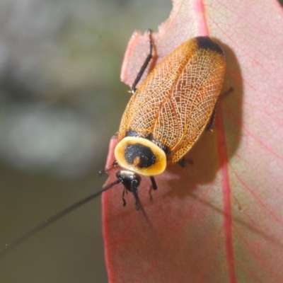 Ellipsidion australe (Austral Ellipsidion cockroach) at Brindabella, NSW - 18 Dec 2019 by Harrisi