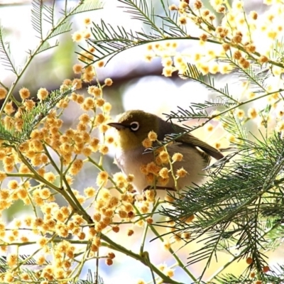 Zosterops lateralis (Silvereye) at Alpine - 1 Oct 2018 by JanHartog