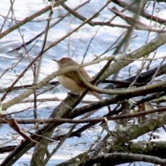 Acrocephalus australis (Australian Reed-Warbler) at Burradoo - 15 Oct 2018 by JanHartog