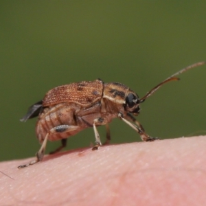 Cadmus sp. (genus) at Acton, ACT - 17 Dec 2019