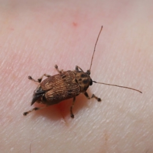 Cadmus sp. (genus) at Acton, ACT - 17 Dec 2019