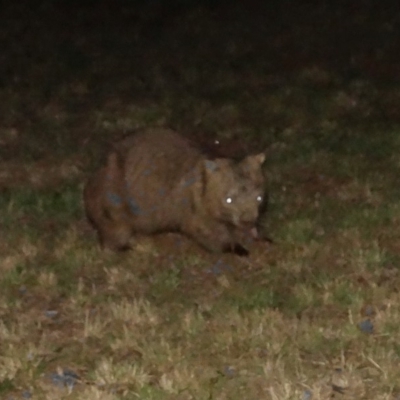 Vombatus ursinus (Bare-nosed Wombat) at Penrose State Forest - 6 Jan 2017 by JanHartog