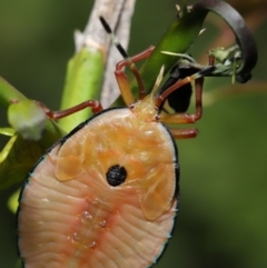 Musgraveia sulciventris (Bronze Orange Bug) at Hackett, ACT - 17 Dec 2019 by TimL