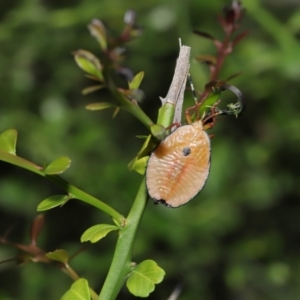 Musgraveia sulciventris at Hackett, ACT - 17 Dec 2019