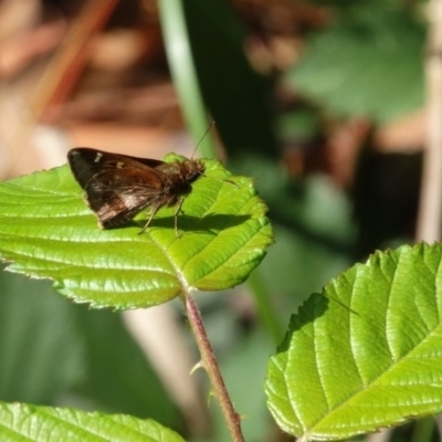 Toxidia doubledayi (Lilac Grass-skipper) at Alpine - 23 Nov 2017 by JanHartog