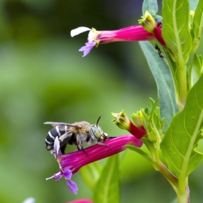 Amegilla (Notomegilla) chlorocyanea (Blue Banded Bee) at Penrose, NSW - 15 Dec 2019 by Aussiegall