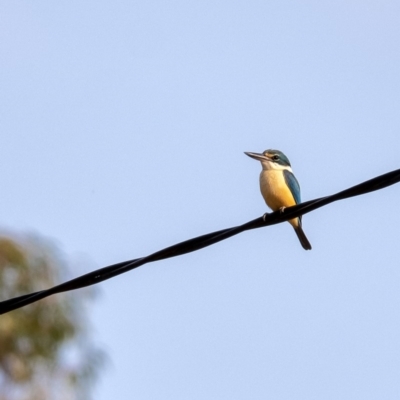 Todiramphus sanctus (Sacred Kingfisher) at Penrose - 8 Dec 2019 by Aussiegall