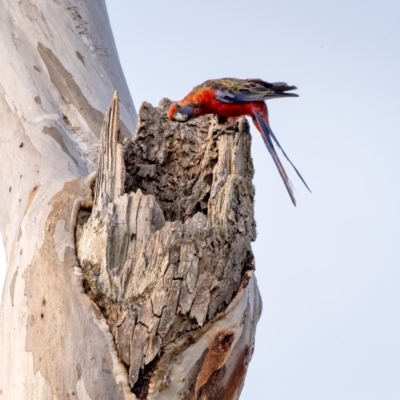 Platycercus elegans (Crimson Rosella) at Penrose, NSW - 8 Dec 2019 by Aussiegall