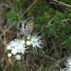 Neolucia agricola (Fringed Heath-blue) at Upper Nepean State Conservation Area - 28 Oct 2017 by JanHartog