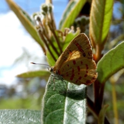 Hypochrysops byzos (Yellow Jewel) at Alpine - 21 Nov 2017 by JanHartog