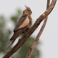 Nymphicus hollandicus (Cockatiel) at Curtin, ACT - 20 Dec 2019 by rawshorty