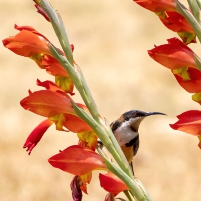 Acanthorhynchus tenuirostris (Eastern Spinebill) at Penrose - 11 Dec 2019 by Aussiegall