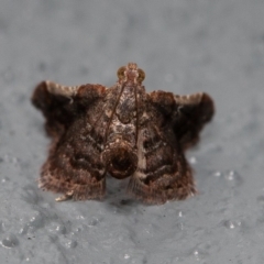 Scenedra decoratalis (A Pyralid moth) at Symonston, ACT - 19 Dec 2019 by rawshorty
