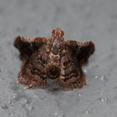 Scenedra decoratalis (A Pyralid moth) at Symonston, ACT - 19 Dec 2019 by rawshorty