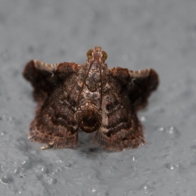 Scenedra decoratalis (A Pyralid moth) at Symonston, ACT - 20 Dec 2019 by rawshorty