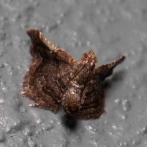 Scenedra decoratalis at Symonston, ACT - 20 Dec 2019 07:21 AM