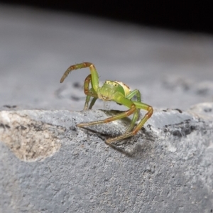 Lehtinelagia sp. (genus) at Macgregor, ACT - 19 Dec 2019