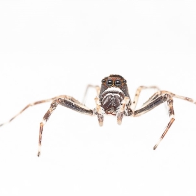 Helpis minitabunda (Threatening jumping spider) at Macgregor, ACT - 15 Dec 2019 by Roger