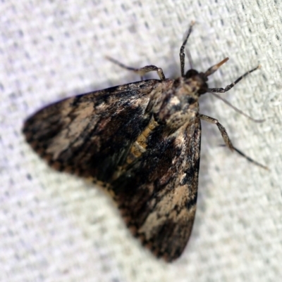 Salma cinerascens (A Pyralid moth) at O'Connor, ACT - 18 Dec 2019 by ibaird