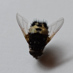 Formosia (Euamphibolia) speciosa at Wamboin, NSW - 20 Dec 2019 12:17 PM