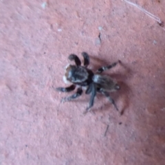 Maratus griseus (Jumping spider) at Flynn, ACT - 19 Dec 2019 by Christine