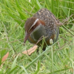 Gallirallus philippensis at Fyshwick, ACT - 19 Dec 2019