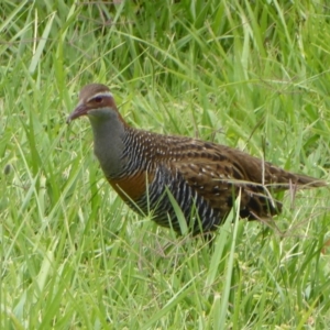 Gallirallus philippensis at Fyshwick, ACT - 19 Dec 2019