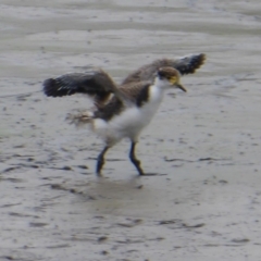 Vanellus miles (Masked Lapwing) at Fyshwick, ACT - 19 Dec 2019 by Christine