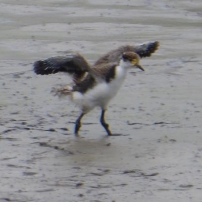 Vanellus miles (Masked Lapwing) at Jerrabomberra Wetlands - 19 Dec 2019 by Christine