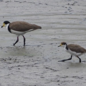 Vanellus miles at Fyshwick, ACT - 19 Dec 2019 11:35 AM