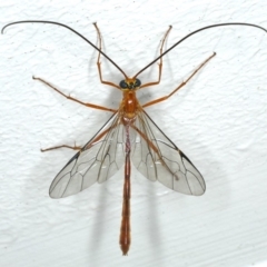 Leptophion sp. (genus) (An Ophioninae Wasp) at Ainslie, ACT - 19 Dec 2019 by jb2602