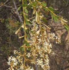 Bursaria spinosa subsp. lasiophylla (Australian Blackthorn) at Dunlop, ACT - 13 Dec 2019 by pinnaCLE